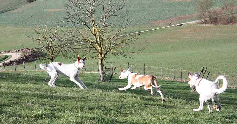 Hundis020410_51.jpg