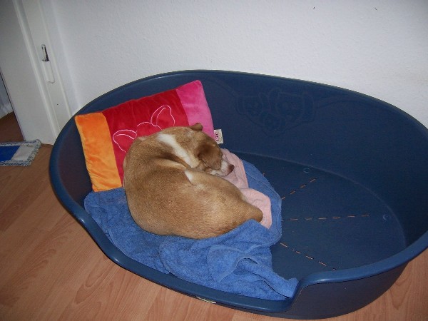 7Mein Kissen ist soooo bequem ;).JPG