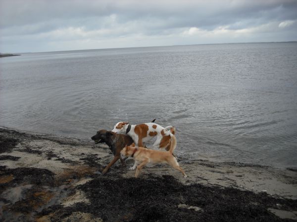Almaz am Strand.jpg