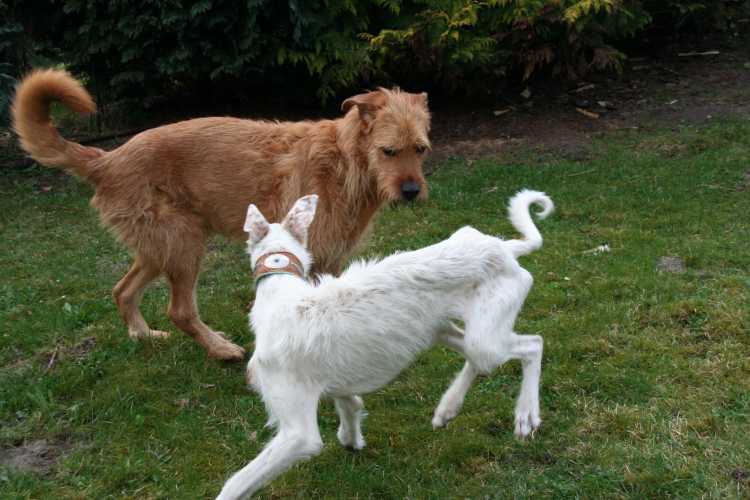 Shanti und Tapio