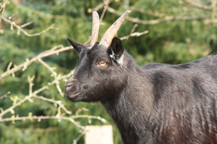 Henriette