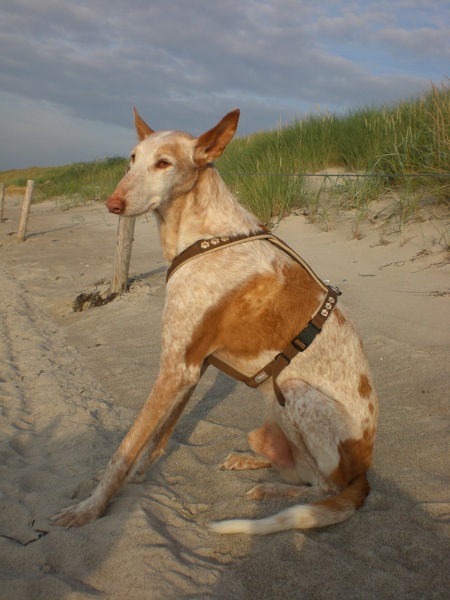 Abendsonne am Strand