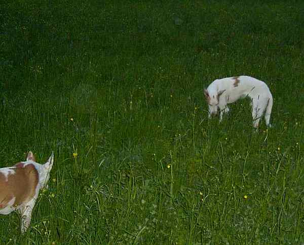 Hundis010510kl_3.jpg