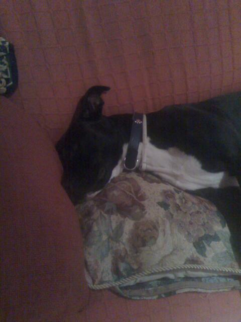 mimis_hadybilder1221.jpg