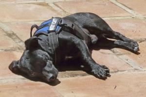 Tom%20Tom,%20Mallorca%2520(23)[1].jpg