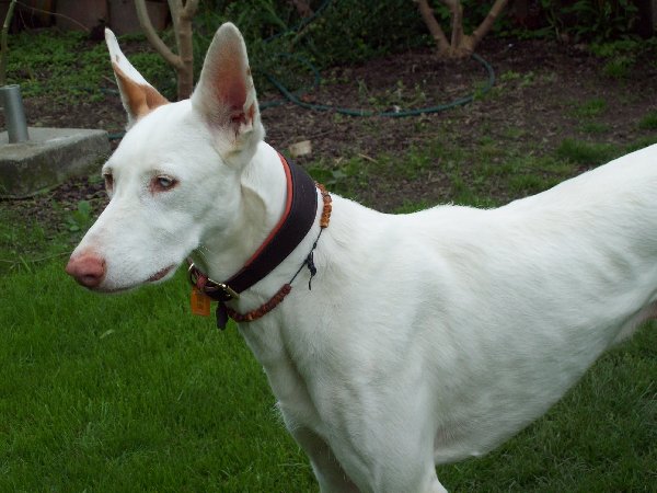HUnde_und_Horsti_im_Garten_024_600x450.JPG