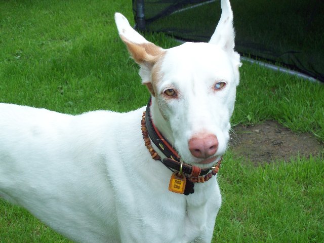 HUnde_und_Horsti_im_Garten_026_640x480.JPG