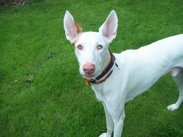 HUnde_und_Horsti_im_Garten_034_640x480.JPG