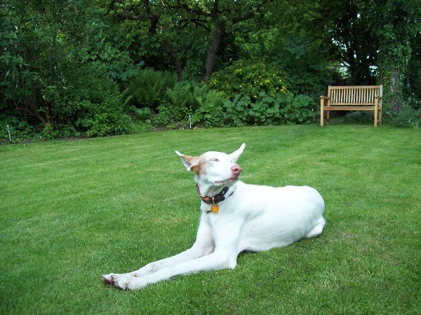 Rundgang_Garten_Pfingstsonntag_019_600x450.JPG