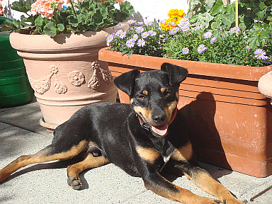 Hundebilder Frühjahr 2010 087.gif