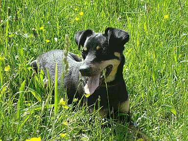 Hundebilder Frühjahr 2010 065.gif