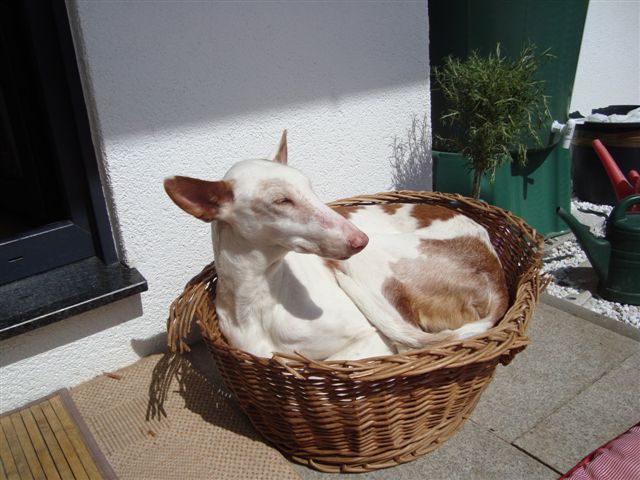 Smartie Sonnenbad.jpg