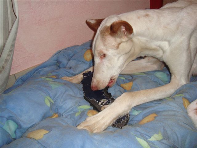 Smartie hat einen Schuh erwischt.jpg