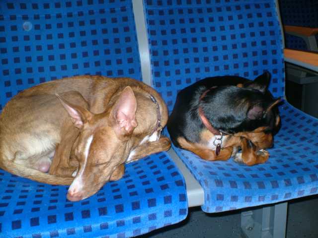 Dante-Lilly-Zug.JPG