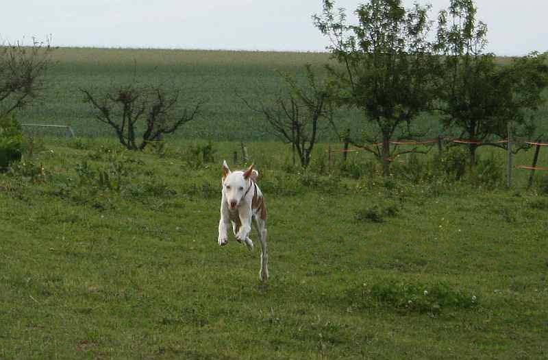 shiva080610_3.jpg