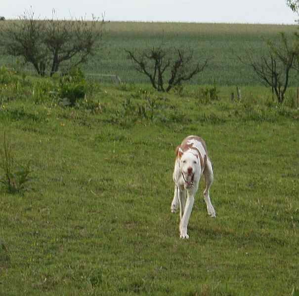 shiva080610_4.jpg