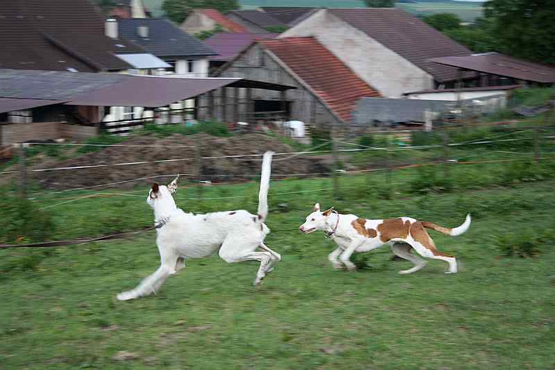 hundis080610_11.jpg