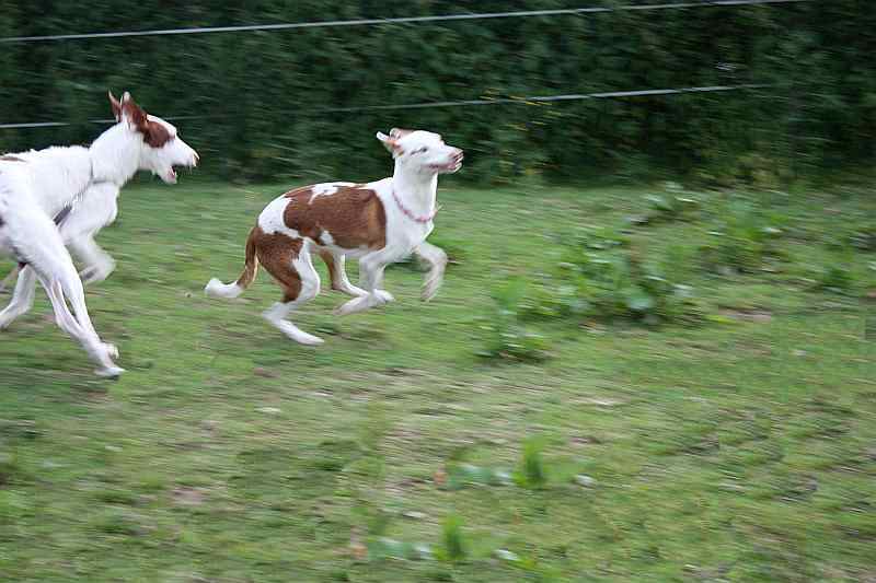 hundis080610_9.jpg