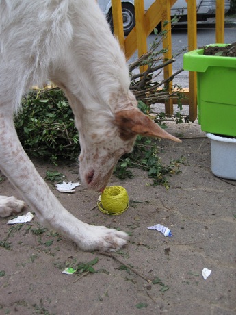 3IMG_3479_345x460.shkl.jpg