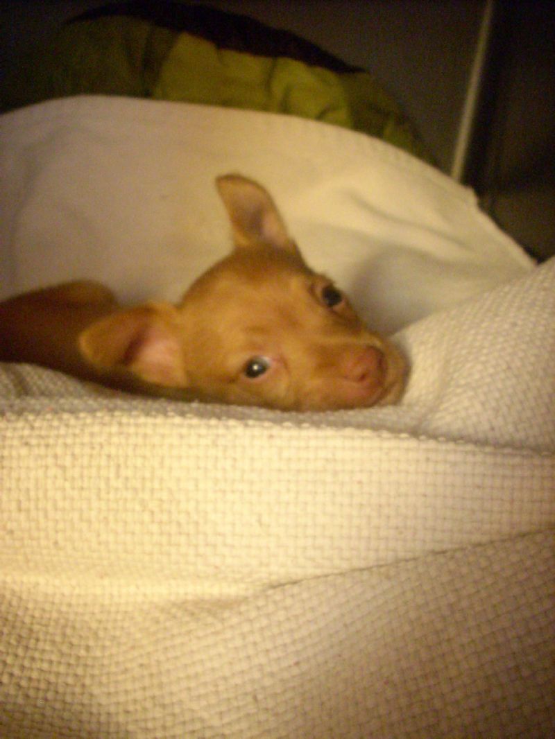 Ronja2_04_800.jpg