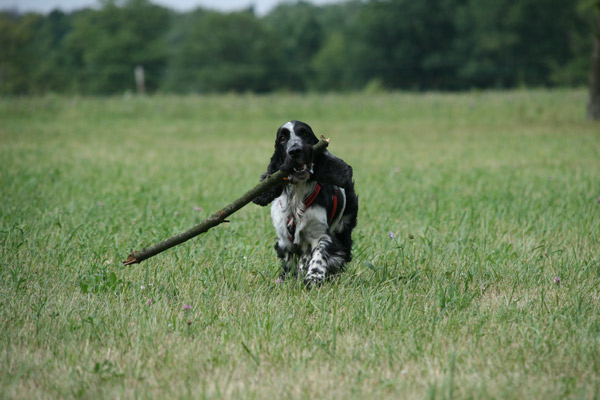ARCHIE-mit-Stock2.jpg