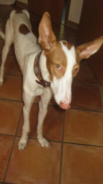 pina juli2010 007.jpg