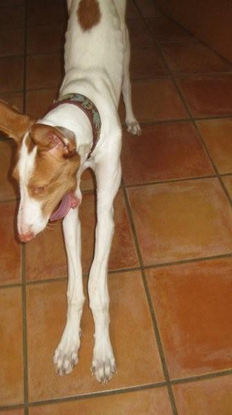 pina juli2010 008.jpg