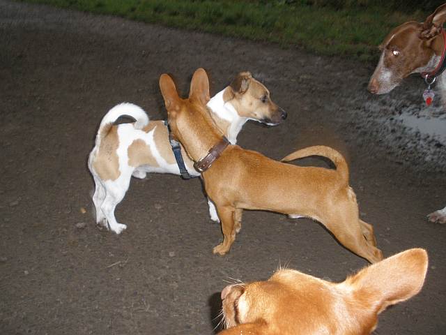 Floh und Jack Rüssell.jpg