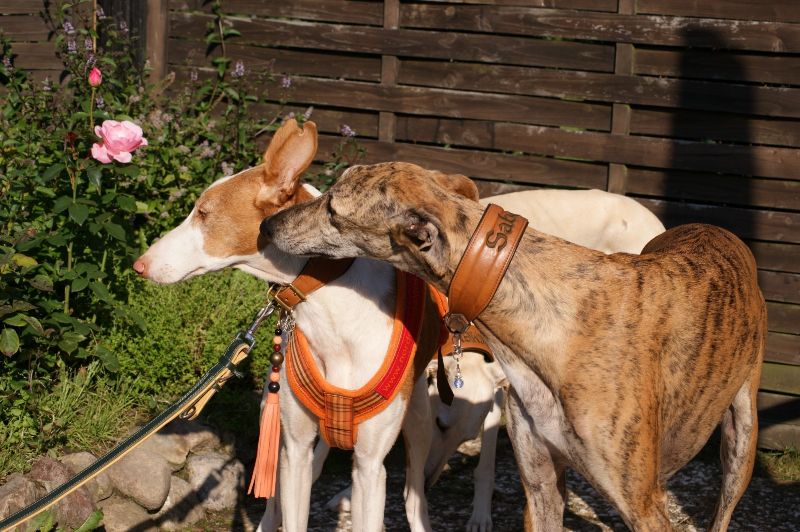 POSH unter Galgos1_800.jpg