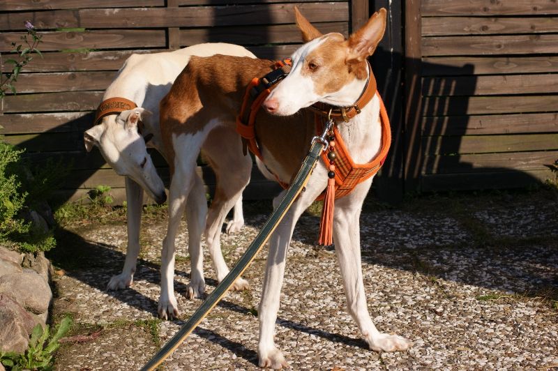 POSH unter Galgos2_800.jpg
