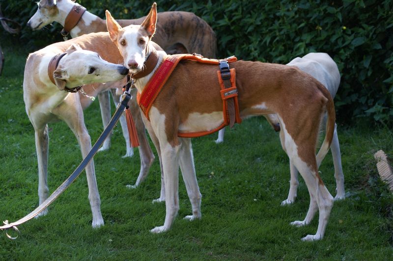 POSH unter Galgos3_800.jpg