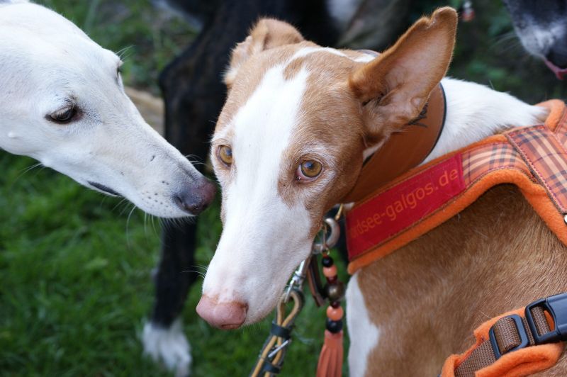 POSH unter Galgos4_800.jpg