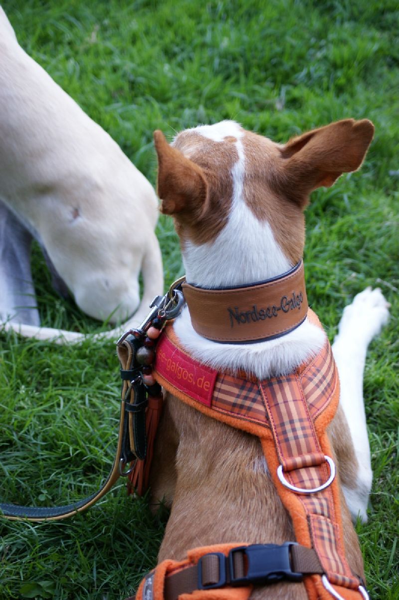 POSH unter Galgos5_800.jpg