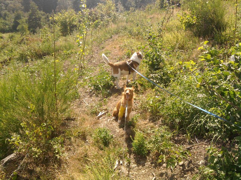 Chaly2_800.jpg