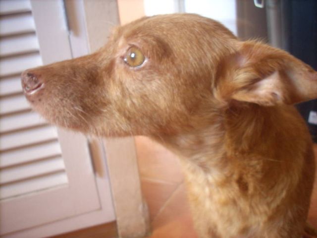 Ronja Portrait - 640x480.jpg