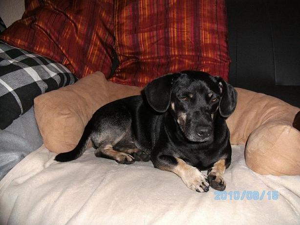 hunde 003.jpg