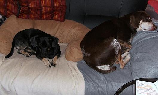 hunde 004.jpg