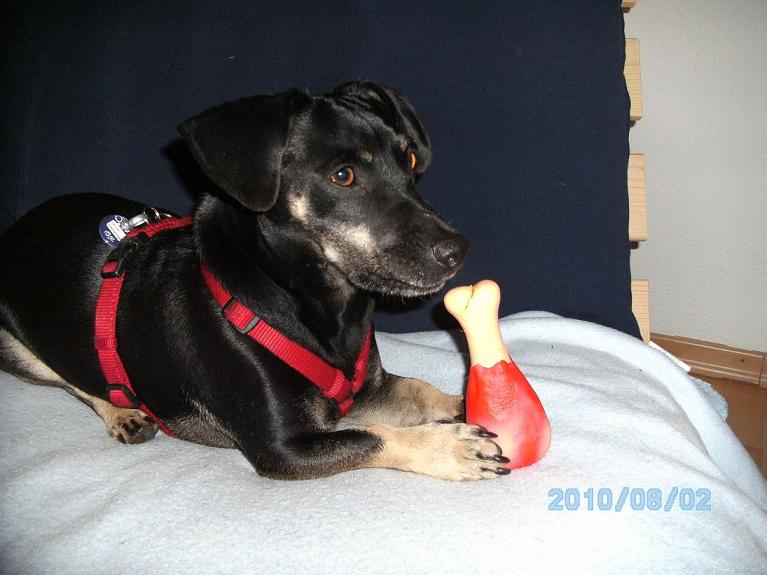 hunde 006.jpg