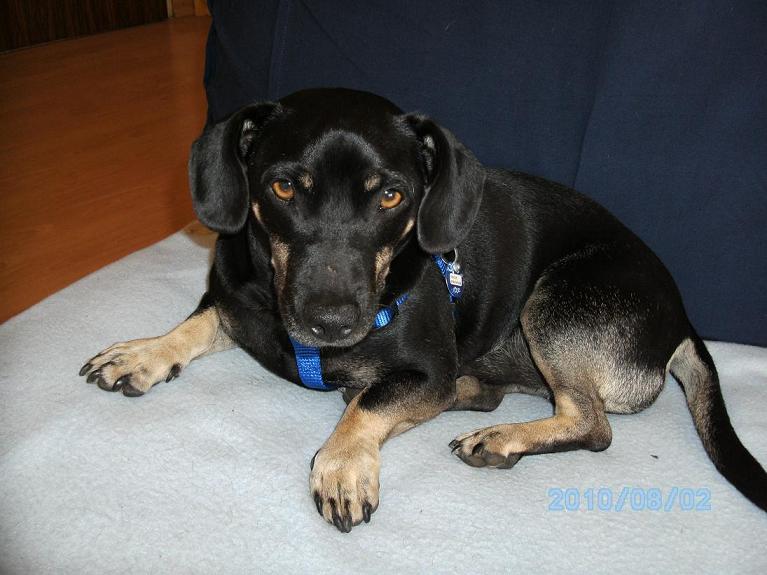 hunde 009.jpg