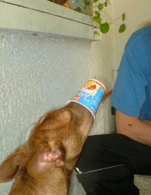 K640_Dante mit Becher1.JPG