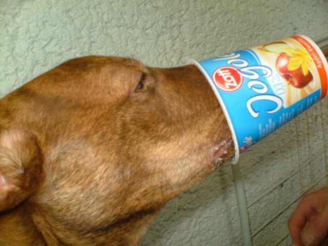 K640_Dante- Becher2.JPG