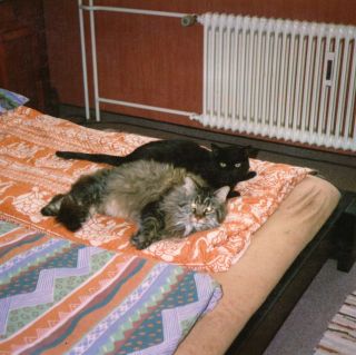 kimyundhummel.jpg