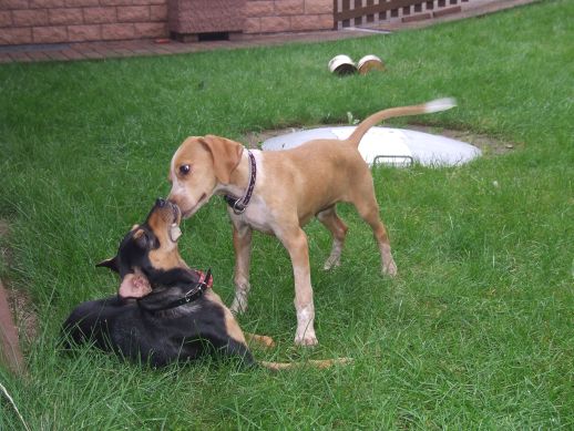 Chico und Paloma 2.jpg