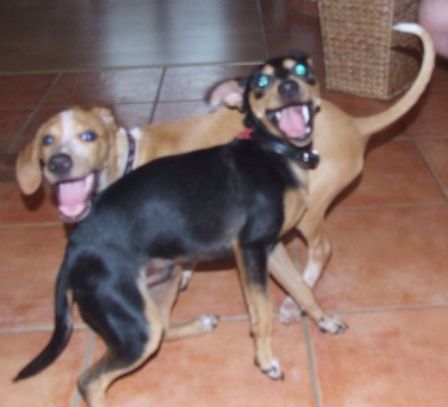 Höllenhunde.jpg