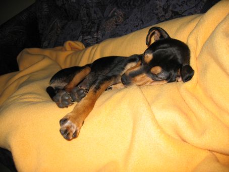Kuscheln auf dem Sofa auf Utes Schoß.jpg