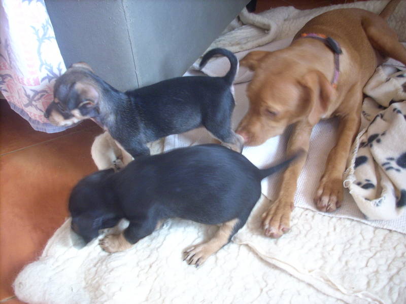 Mable mit Karlsson + Ylvie.jpg