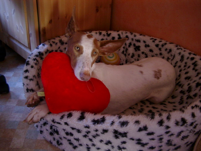 Tabi mit Herz2.jpg