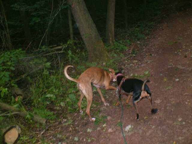 K640_Lilly + Dante-spielen.JPG
