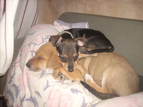 Ylvie und Frida kuscheln.jpg