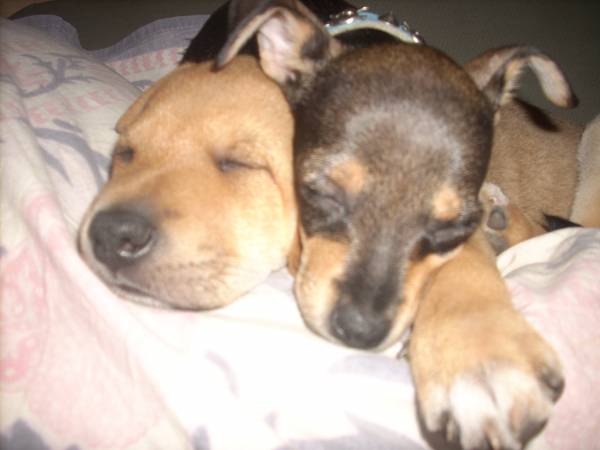 Ronja und Ylvie - süüüsss.jpg
